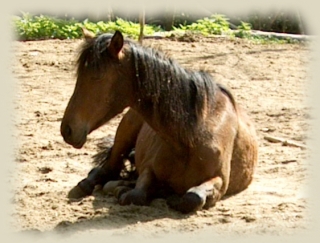 kone gajana